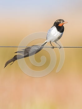 Strange tailed Tyrant ,Alectrurus risora,Â  IberÃ  Marshes